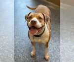 Small Photo #4 American Pit Bull Terrier-American Staffordshire Terrier Mix Puppy For Sale in Phoenix, AZ, USA
