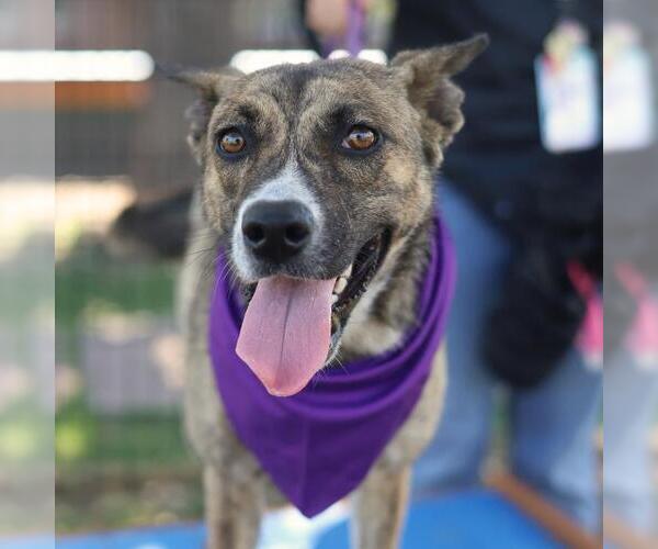 Medium Photo #1 Catahoula Leopard Dog-Unknown Mix Puppy For Sale in San Antonio, TX, USA