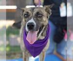Small Catahoula Leopard Dog Mix