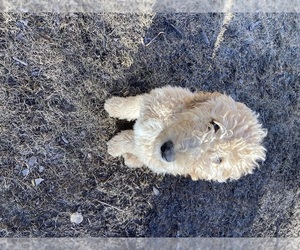 Goldendoodle Puppy for sale in LITTLETON, CO, USA