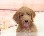 Small Photo #1 Labradoodle Puppy For Sale in MARIETTA, GA, USA