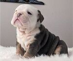 Puppy Puppy 3 Bronco English Bulldog