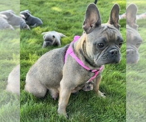 Mother of the French Bulldog puppies born on 07/25/2025