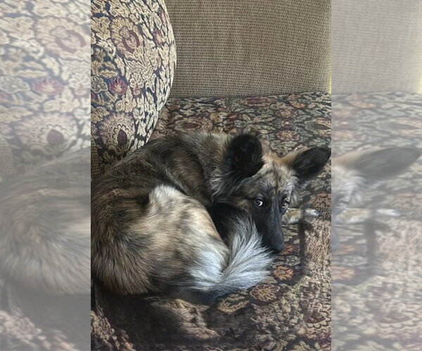 Medium Photo #2 Holland Shepherd-Unknown Mix Puppy For Sale in San Diego, CA, USA