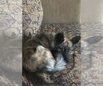 Small #1 Holland Shepherd Mix