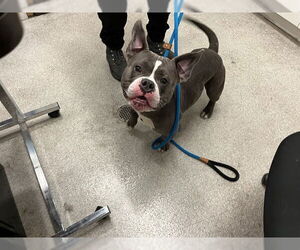 American Pit Bull Terrier Dogs for adoption in Alameda, CA, USA