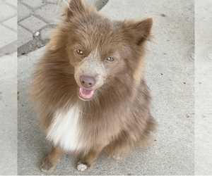 Pomsky Puppy for sale in BAKERSFIELD, CA, USA