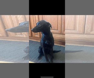 American Staffordshire Terrier-English Shepherd Mix Dogs for adoption in Coralville, IA, USA