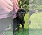 Small #17 Rottweiler Mix