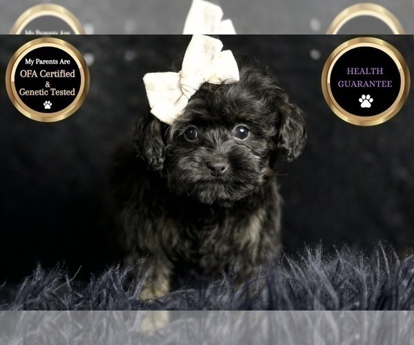 Medium Photo #10 Morkie Puppy For Sale in WARSAW, IN, USA