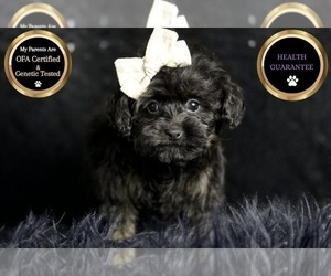 Medium Morkie