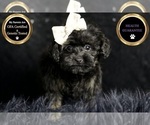 Puppy babygirl Morkie