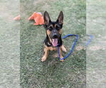 Small German Shepherd Dog Mix