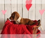 Small Photo #2 Dachshund Puppy For Sale in WILLARD, OH, USA