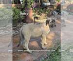 Daisy - Female Mastiff Puppy for Sale - Photo #2