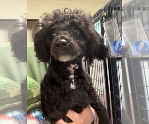Poodle (Miniature)-Unknown Mix Dogs for adoption in Osgood, IN, USA