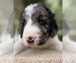 Small #8 Goldendoodle