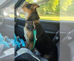 Small #1 Beagle Mix