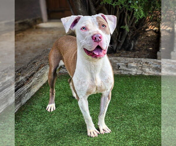 Medium Photo #2 American Staffordshire Terrier-Unknown Mix Puppy For Sale in Albuquerque, NM, USA