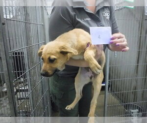 German Shepherd Dog-Unknown Mix Dogs for adoption in Oroville, CA, USA