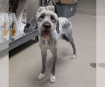 Small Old English Sheepdog Mix