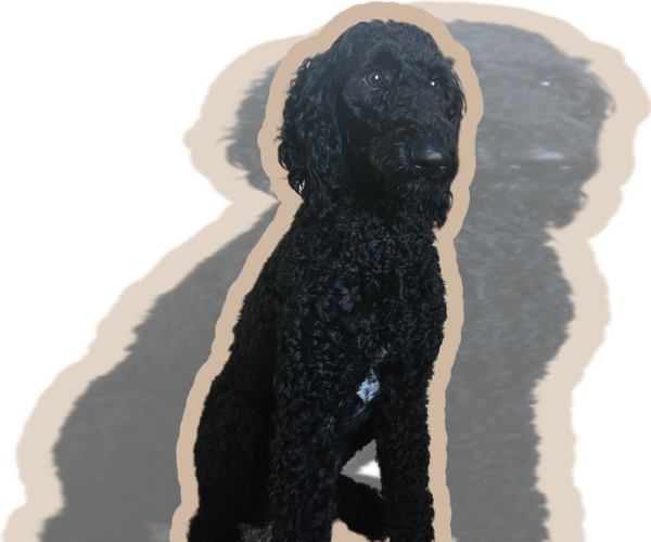 Medium Photo #1 Labradoodle Puppy For Sale in WEST DES MOINES, IA, USA