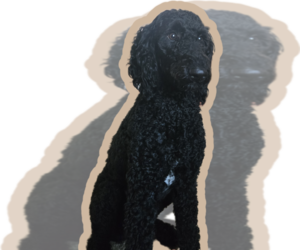 Mother of the Labradoodle puppies born on 06/30/2026