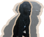 Small Photo #1 Labradoodle Puppy For Sale in WEST DES MOINES, IA, USA