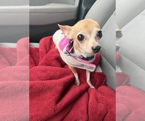 Medium Photo #4 Chihuahua-Unknown Mix Puppy For Sale in Mooresville, NC, USA