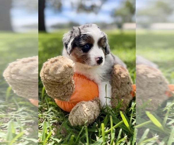 Medium Photo #10 Miniature Australian Shepherd Puppy For Sale in ANTHONY, FL, USA