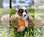 Small #8 Miniature Australian Shepherd