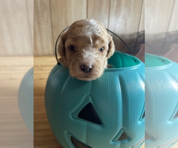 Medium Photo #4 Cavapoo Puppy For Sale in LAFAYETTE, TN, USA