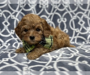 Cock-A-Poo Puppy for sale in LAKELAND, FL, USA