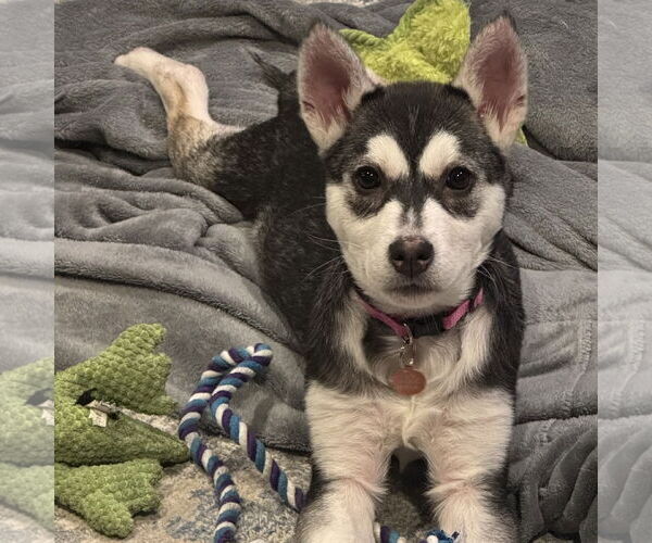 Medium Photo #6 Siberian Husky-Unknown Mix Puppy For Sale in Fargo, ND, USA