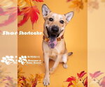 Small #1 Shiba Inu Mix