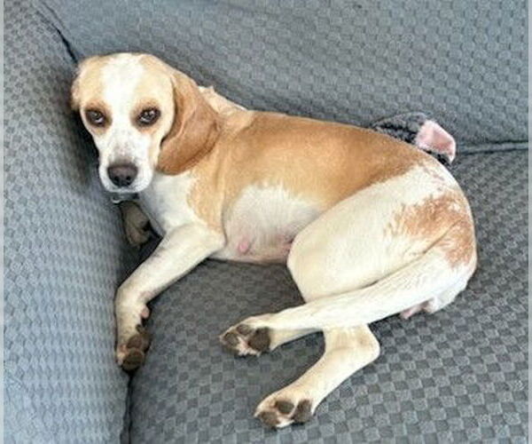 Medium Photo #6 Beagle Puppy For Sale in Dunnellon, FL, USA