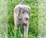 Puppy Juniper Labrador Retriever