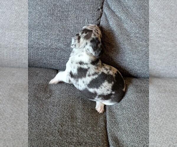 Medium Photo #2 Chiweenie Puppy For Sale in CAMANO ISLAND, WA, USA