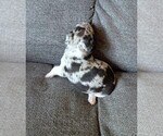 Small #1 Chiweenie