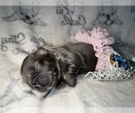 Small Photo #33 French Bulldog Puppy For Sale in MIMS, FL, USA