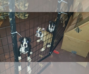 Boxer Puppy for sale in ETNA, OH, USA