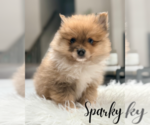 Small #3 Pomeranian