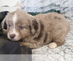 Small Photo #1 Miniature Australian Shepherd Puppy For Sale in LUFKIN, TX, USA