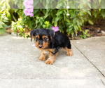 Small #3 Yorkshire Terrier