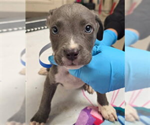 Mutt Dogs for adoption in Riverside, CA, USA