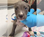 Small Mutt