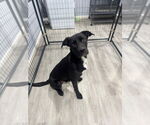 Small #2 Great Dane Mix