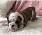 Small Photo #17 English Bulldog Puppy For Sale in CHARLESTON, SC, USA