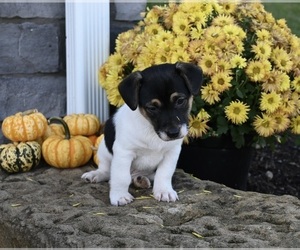 Jack Russell Terrier Puppy for sale in MILLERSBURG, OH, USA
