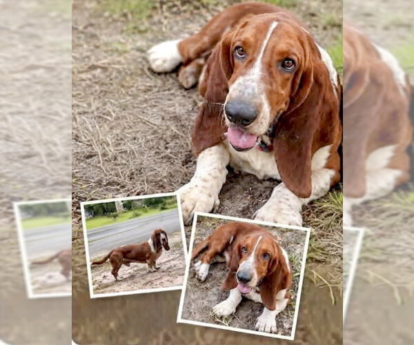 Medium Photo #1 Basset Hound Puppy For Sale in Deepwater, NJ, USA